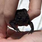 image for Daughter found this unusual toad. He looks angry.