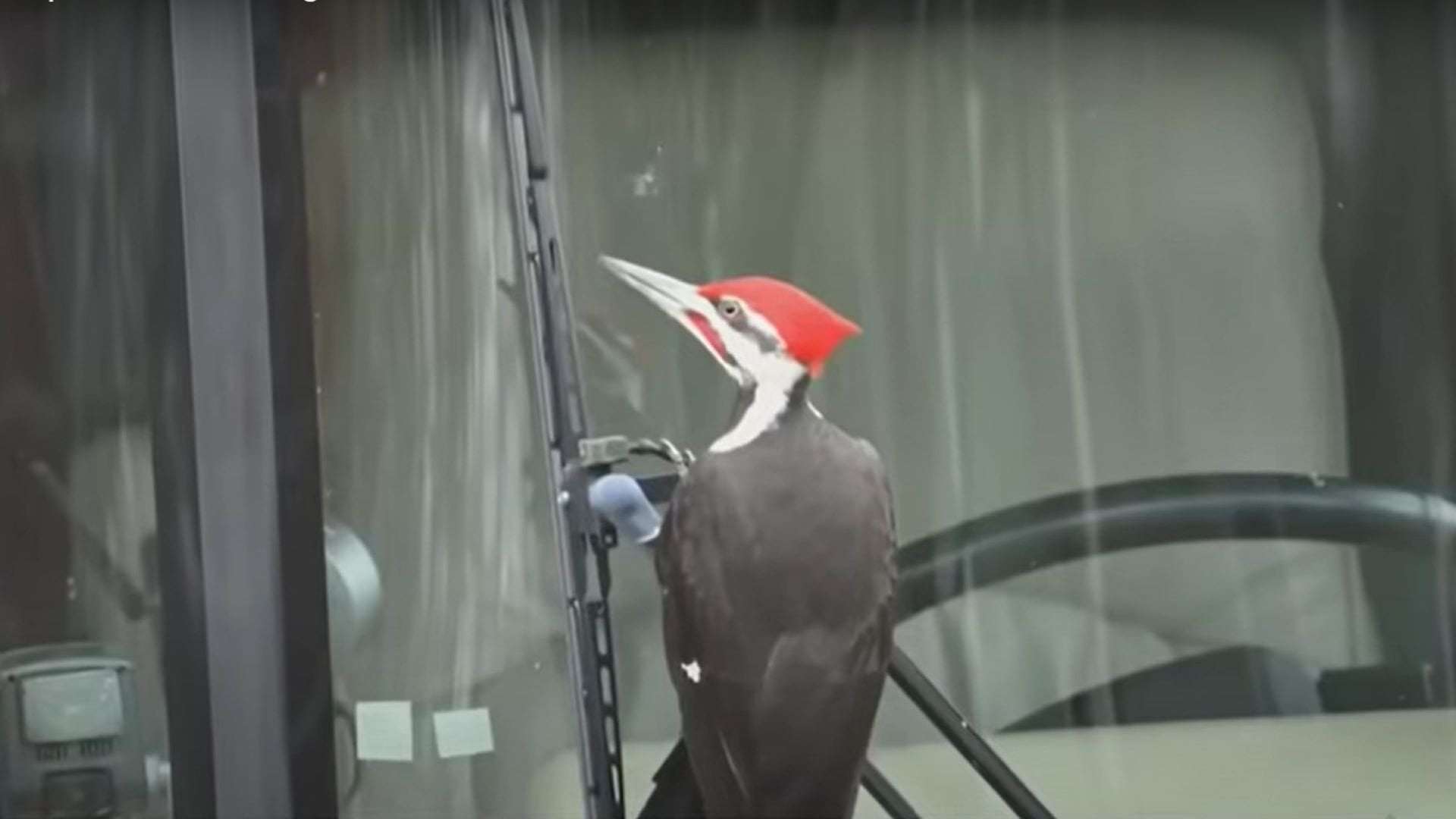 image for One Pesky Woodpecker Has Terrorized 25 Cars and Counting in a Massachusetts Town