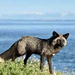 image for Had a wonderful close up encounter with a silver fox on San Juan Island. Once in a lifetime moment.