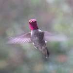 image for When I open the curtains I often get a quick hello from this hummingbird [OC]