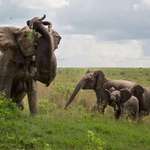 image for Untouchable Herd: Elephant Mom's Buffalo Body Slam