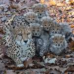image for Cheetah family huddle