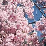 image for Our cherry tree blossoming