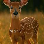 image for The real Bambi as dangerous