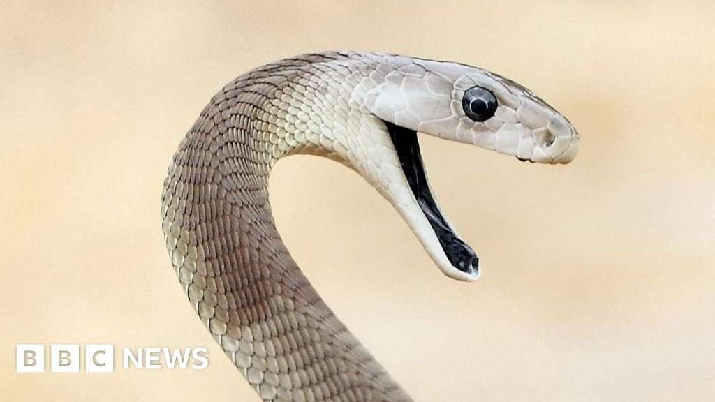 image for 'Unparalleled' snake antivenom made from man bitten 200 times