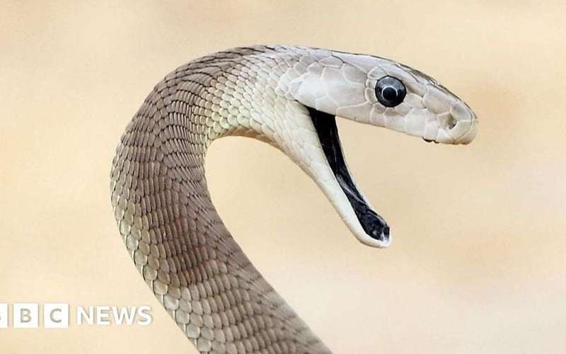 image for 'Unparalleled' snake antivenom made from man bitten 200 times