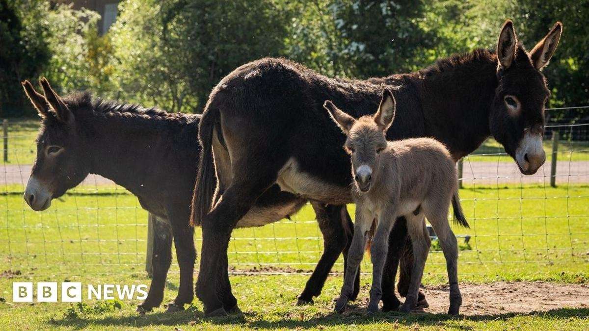 image for Donkey has two mums after 'one in a million' birth