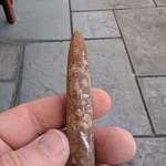 image for Digging out a pond and found a Belemnite fossil. Apparently it's between 200-60 million years old