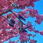 image for Springtime in Oslo