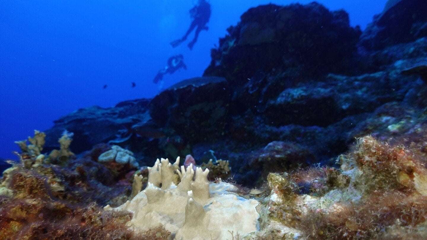 image for 84% of the world’s coral reefs hit by worst bleaching event on record