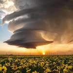 image for (OC) One of my favorite shots of a supercell storm over a field of wildflowers in Texas.