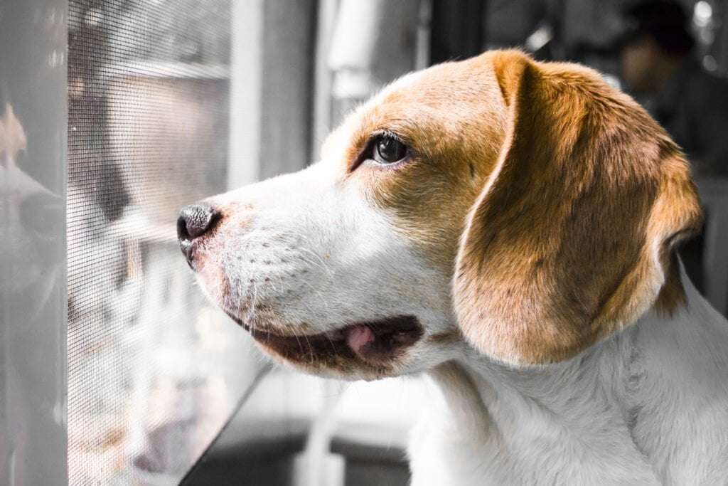 image for NIH shuts down final beagle lab, ending decades of painful dog experiments