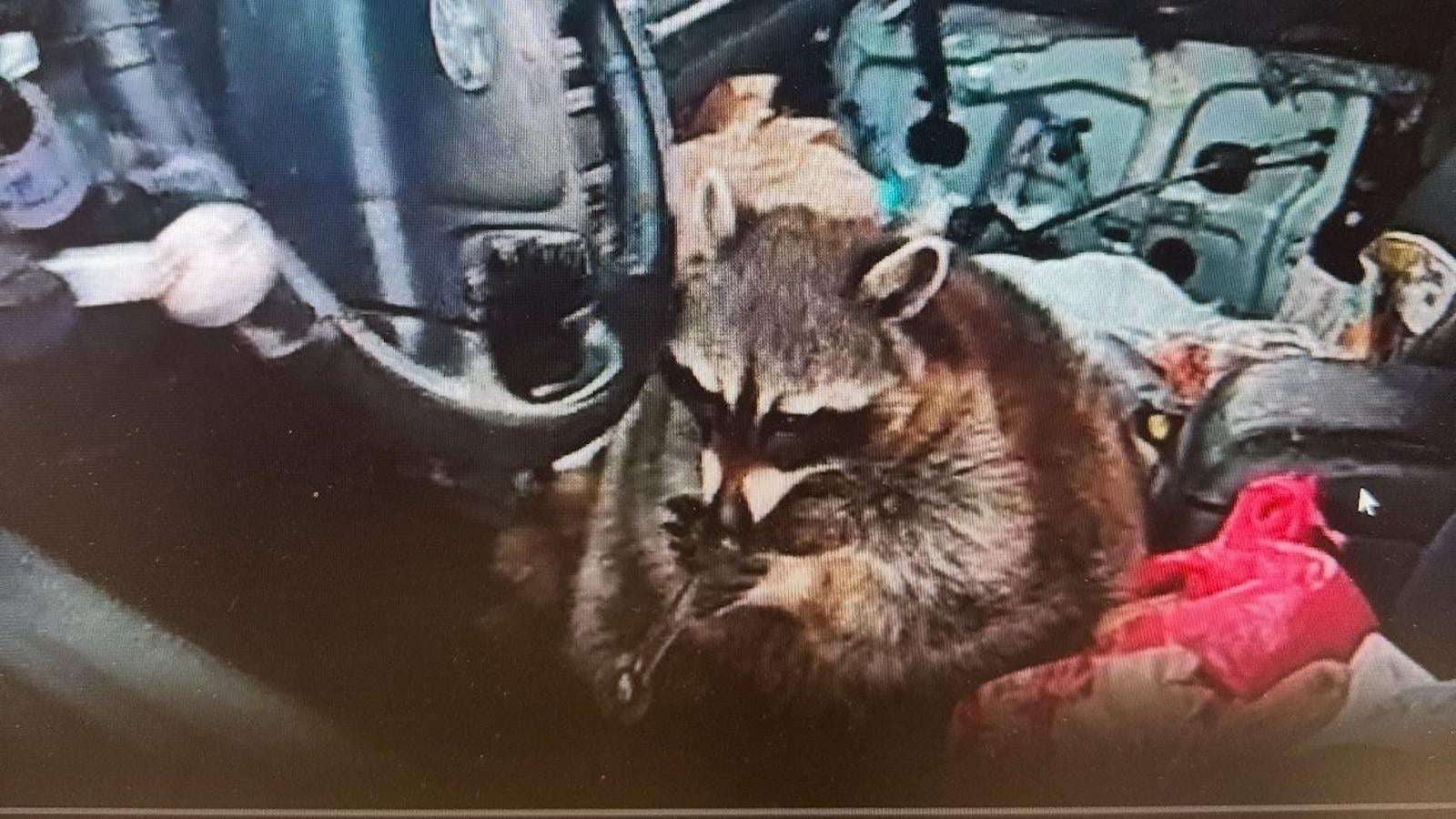 image for Woman arrested after raccoon named Chewy found with meth pipe in driver's seat during police stop