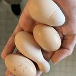 image for [OC] Deformed chicken eggs due to calcium diet issues