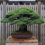 image for A 400 year old bonsai tree that survived the atomic blast in Hiroshima