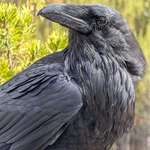 image for [OC] made friends with a Raven in Yellowstone, took this point blank