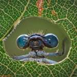 image for [OC] Hello! A macro photo I spent many hours trying to capture near a Colorado pond