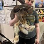 image for This rabbit is dog-sized.