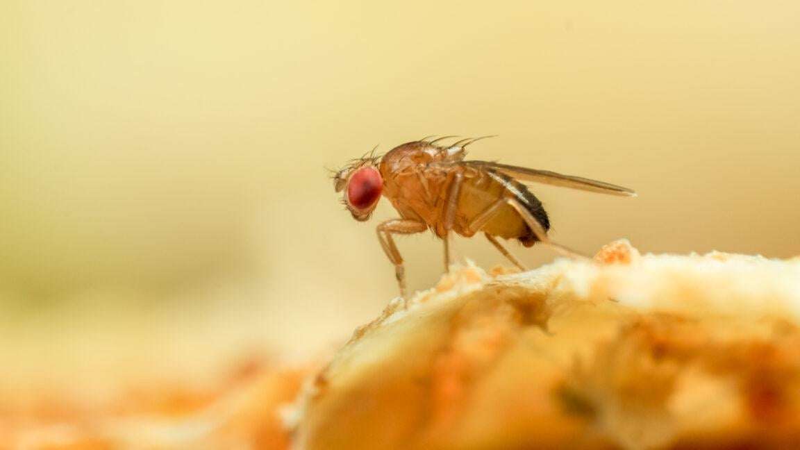 image for Some flies go insomniac to ward off parasites