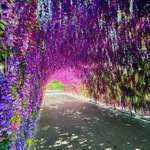 image for Flower tunnel at Baltimore Zoo [OC]