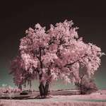 image for Infrared photography at night