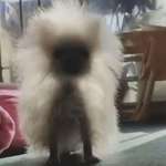 image for This backlit furball that I cannot stop cackling at: