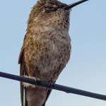 image for [OC] This may be the only time I capture a hummingbird eyelid.