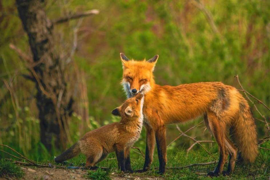 image for Shein Marketplace bans fur and exotic animal skins