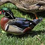 image for First Wood Duck sighting at the family farm in Colorado