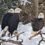 image for [OC] Eagles in the snow at Cincinnati zoo taken right after the last heavy snowfall of the year