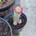 image for This cactus is wearing a crown
