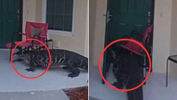 image for KNOCK KNOCK: Alligator spotted knocking on doors in Florida neighborhood