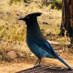 image for Steller’s jay, at Devil’s Tower National Monument.