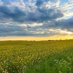 image for Rapeseed fields in Denmark