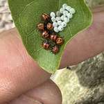 image for [OC] Ladybugs, just hatched.