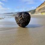 image for (OC) I found a coconut on the beach, which is weird because they grow thousands of miles from here…