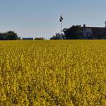 image for Rapeseeds in Sweden [OC]