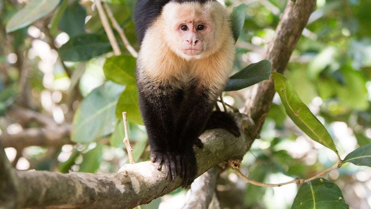 image for These capuchins are abducting babies from howler monkeys—for fun?