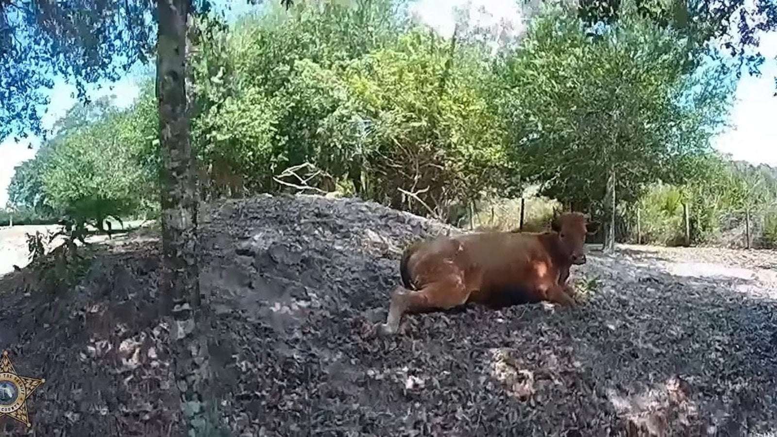 image for Florida man shoots neighbor's cow 5 times after it wandered onto his property
