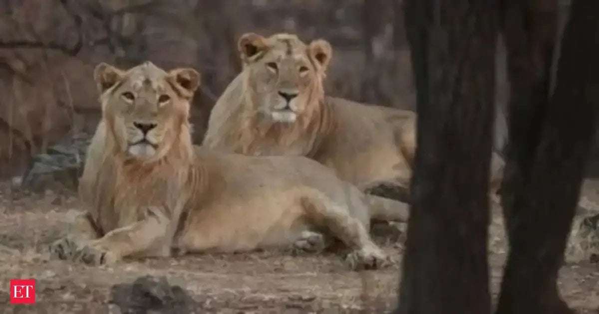 image for Lion population in Gujarat goes up from 674 to 891 in 5 years; footprint expands too
