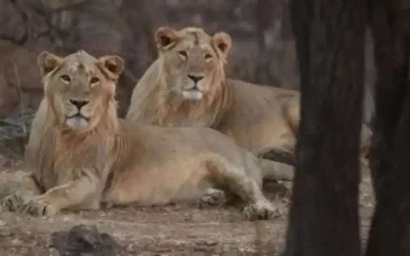 image for Lion population in Gujarat goes up from 674 to 891 in 5 years; footprint expands too