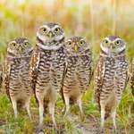 image for A Parliament of Owls