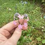 image for Forget-me-nots (myosotis) growing in the shape of a heart 💕