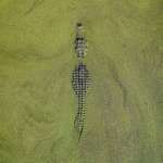 image for Alge croc drone shot