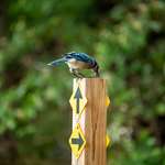 image for I got a picture of this Bluejay shaking the juice out of a big bug.