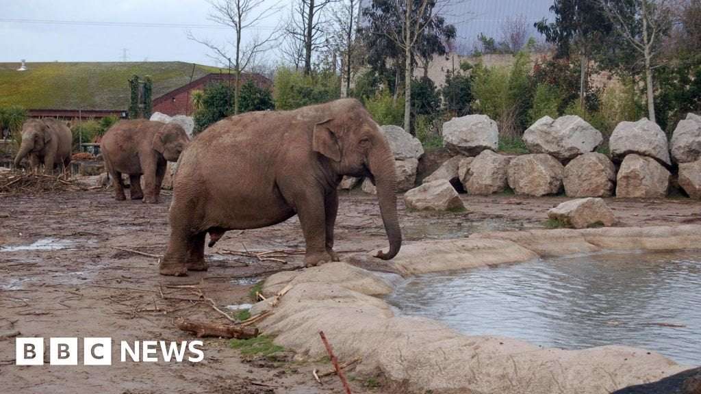 image for Zoo animals to get more space in 'long overdue' welfare reforms