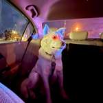 image for [OC] got pulled over for the first time in forever, and my dog was more than a little confused…