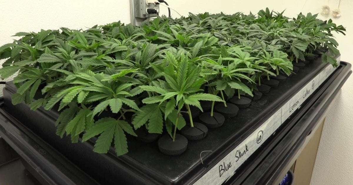 image for Texas House passes bill banning sale and possession of THC cannabis products
