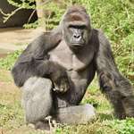 image for Please, a moment of silence in honor of Harambe today.