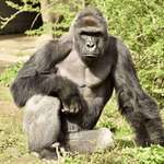 image for Assassinated nine years ago, today. The world went with you, Harambe.